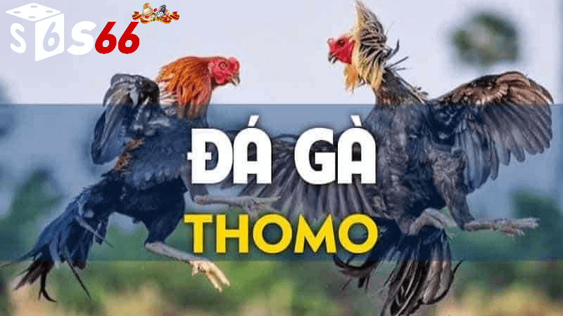 cách thực hiện đá gà trực tiếp thomo